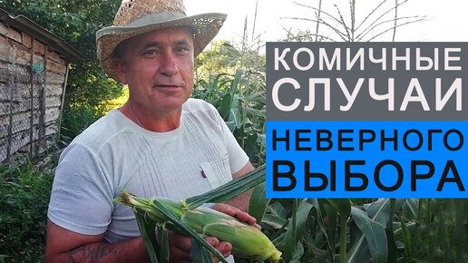 КАК ВЫБРАТЬ КУКУРУЗУ. Отличие сладкой от кормовой