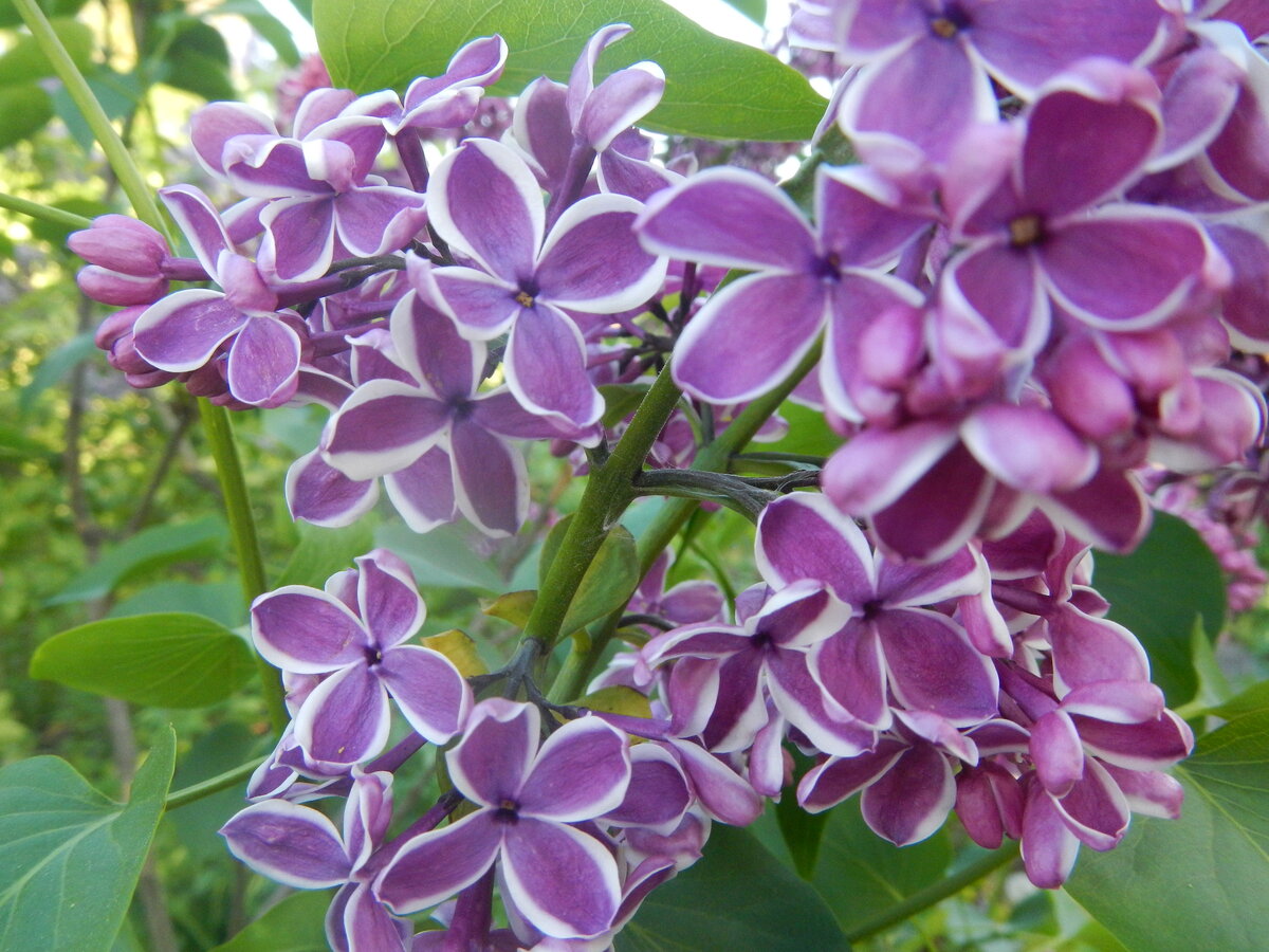 Сирень сорта Сенсация