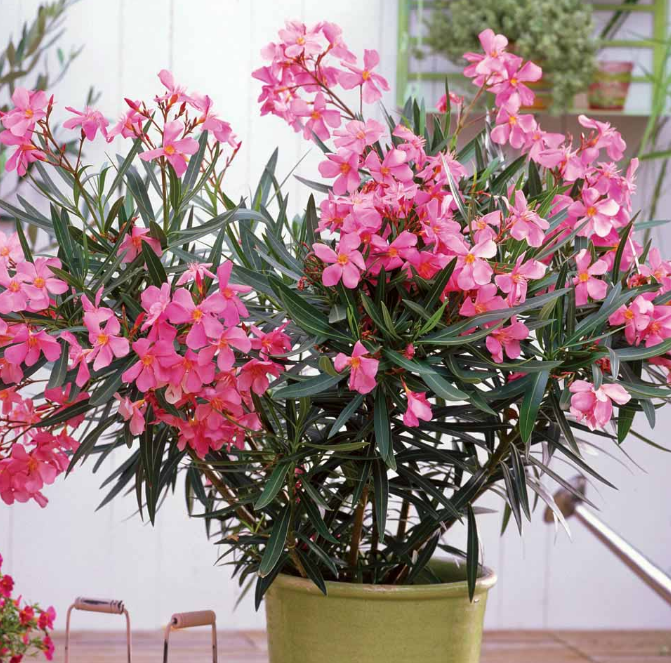 Фотография взята из источника happymodern.ru