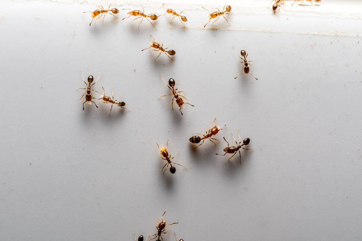 Самый распространенный вид домашних муравьев - рыжие фараоновы муравьи
