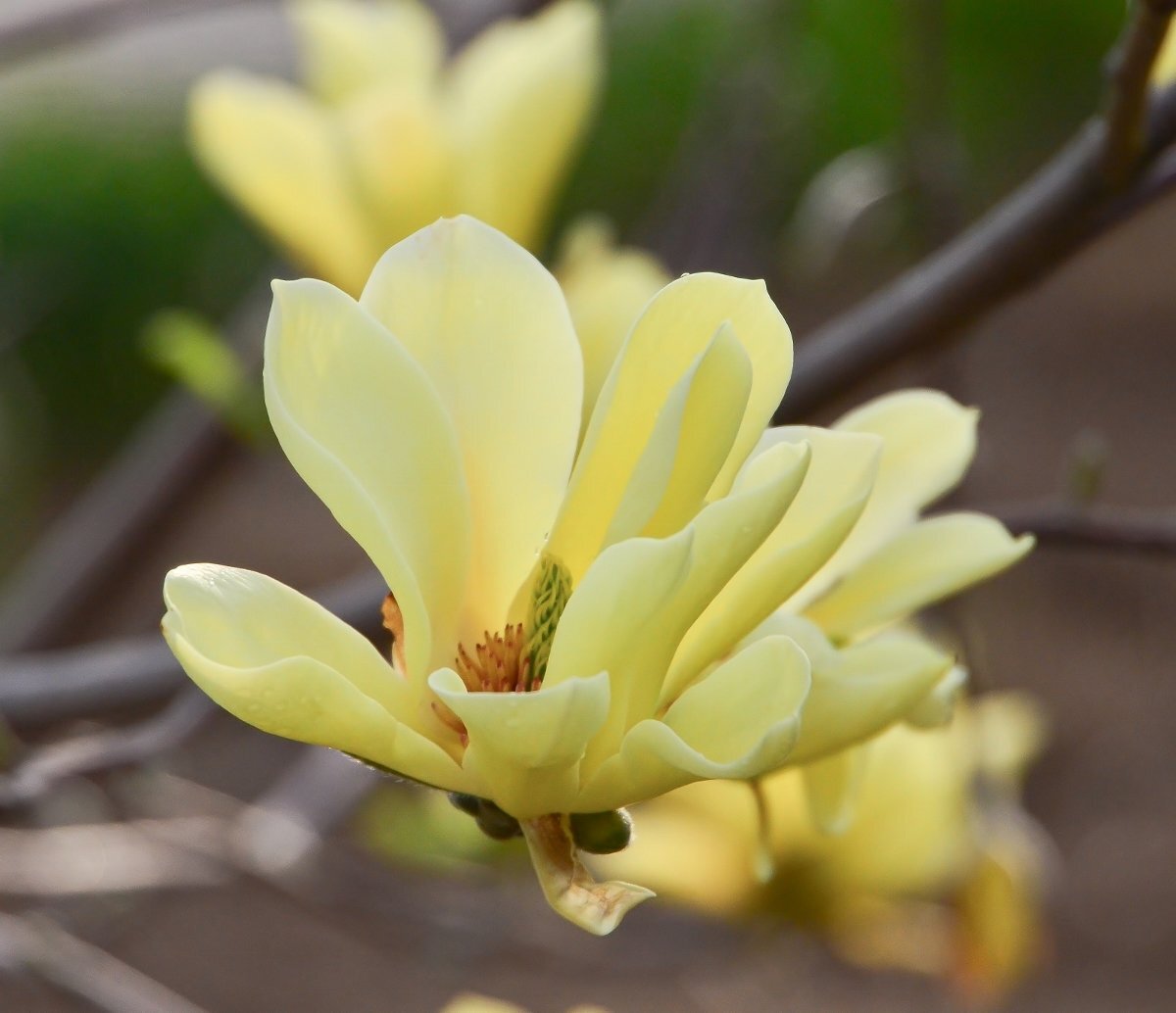 Кремовая магнолия. Источник: интернет.