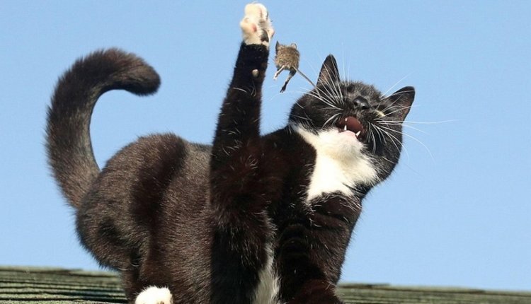 Фото из открытых источников