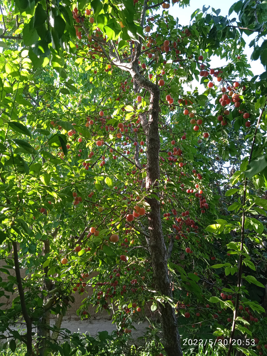 Можно рвать в своём саду и есть сколько хочешь 🤪 