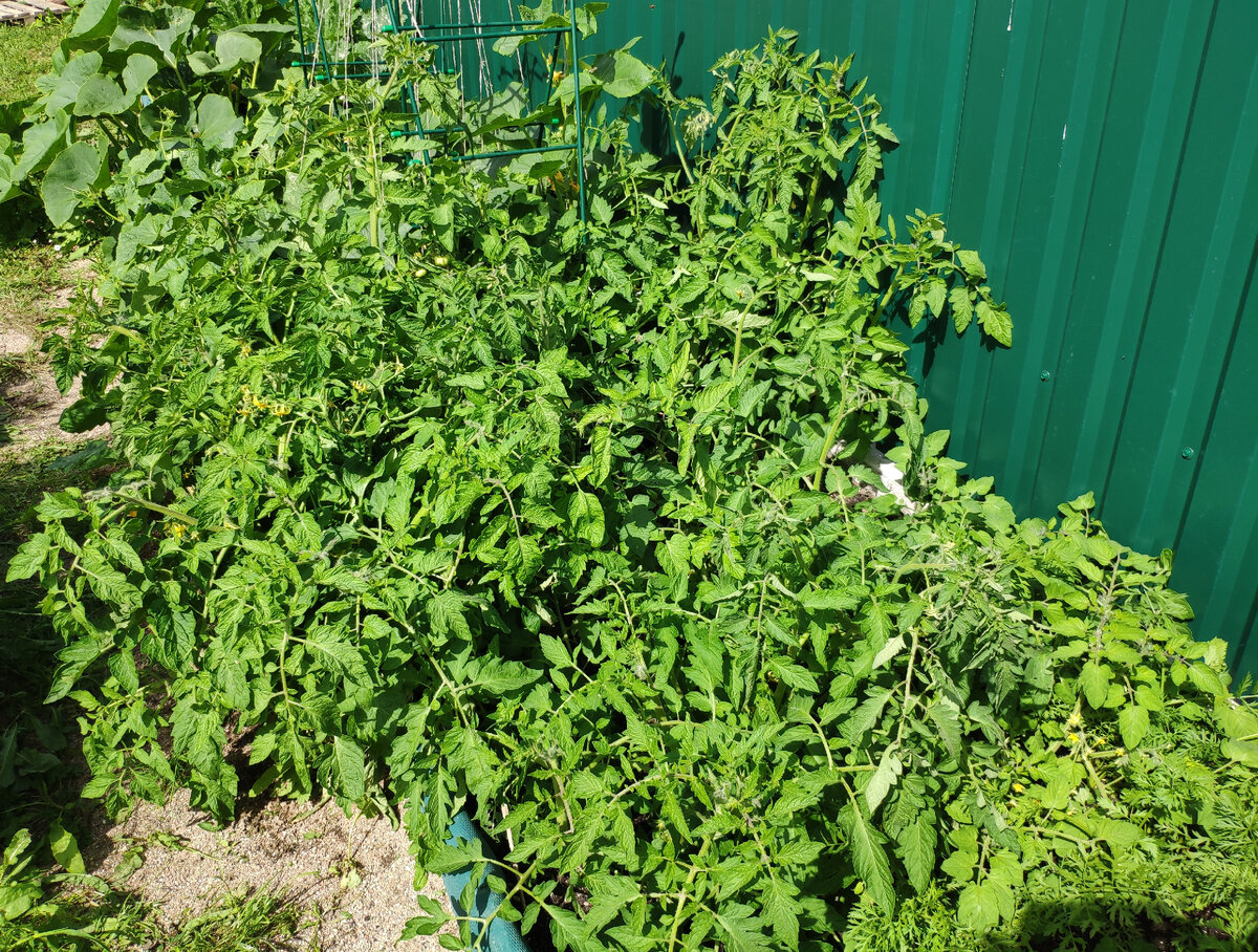 30 июля. Урожай? Не, не слышали