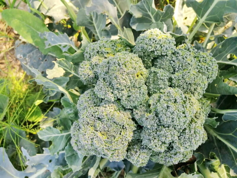 Брокколи на зиму