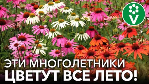 Неприхотливый цветник: 10 многолетников, которые цветут долго - все лето и в начале осени