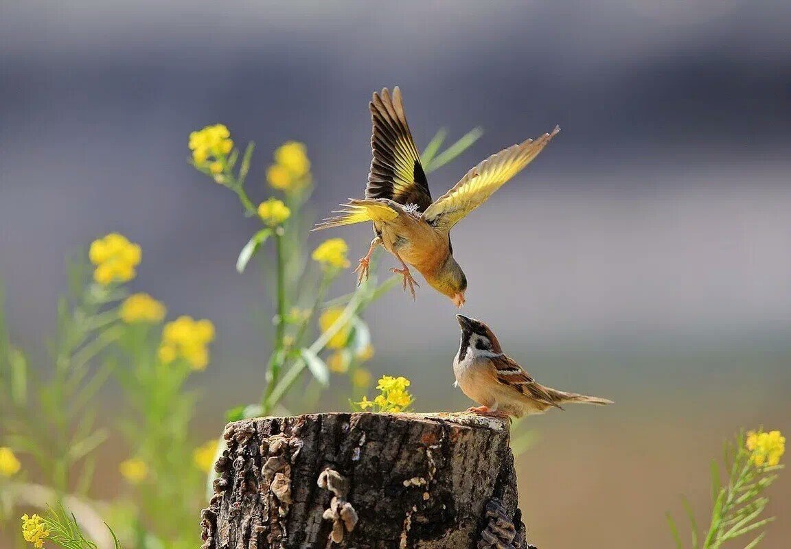 Птицы в лесу