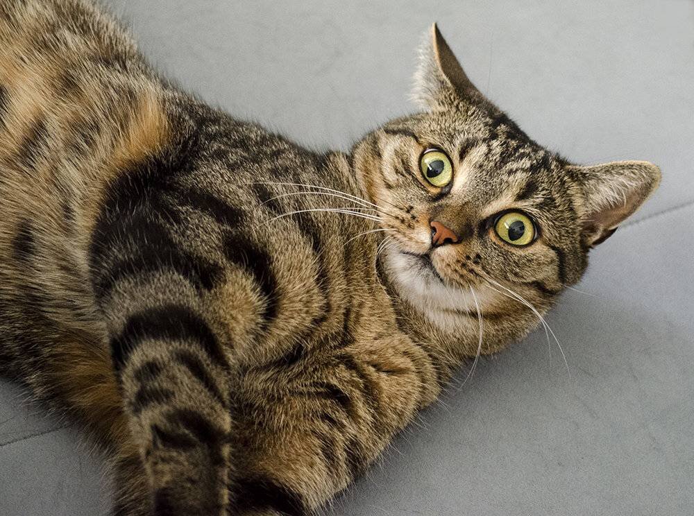 Внешний вид