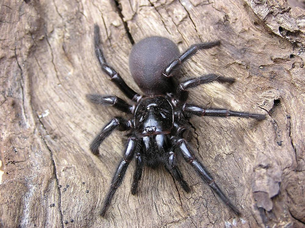 Австралийский воронковый паук
