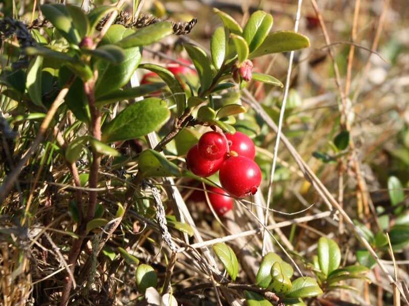 Брусника растет в болотистой местности. Брусника в тундре. Tundra брусника. Тундровые ягоды. Ягоды тундры.