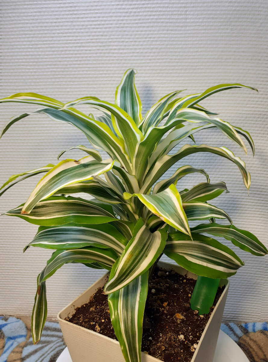 Драцена Лемон Лайм 