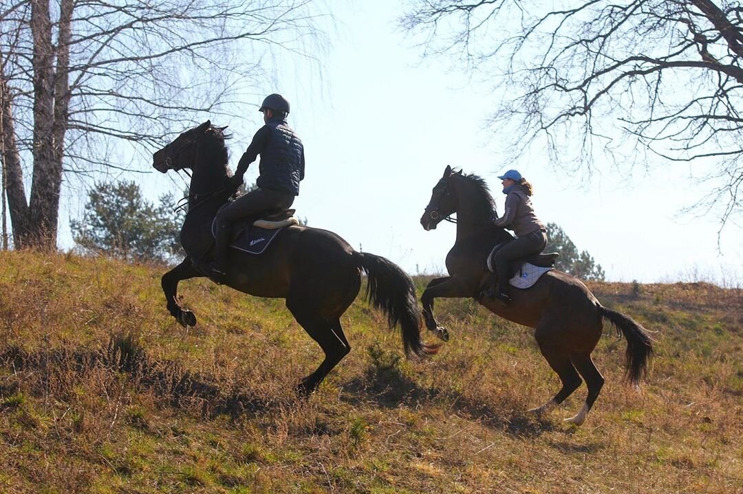 В современном мире принято говорить о любви к лошадям. Насколько истинна эта любовь?