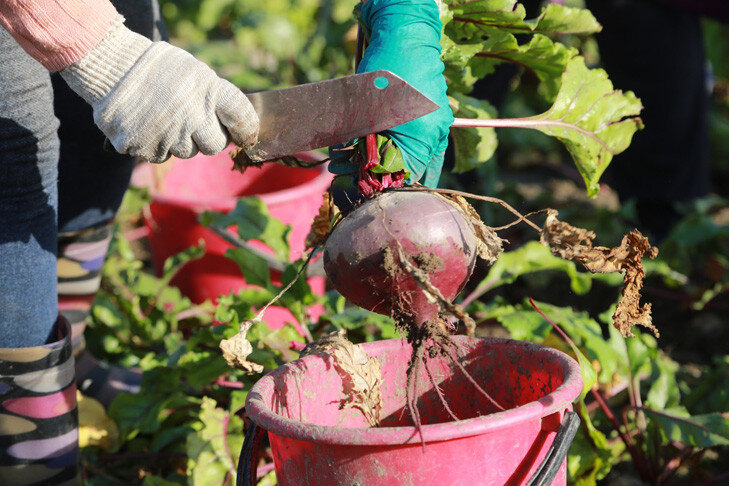 Богатый урожай свеклы снизил цены на сахар. Фото Андрея Заржецкого.