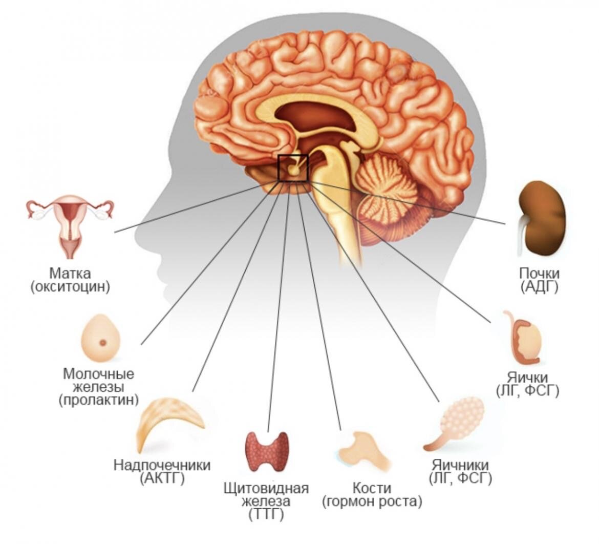 Передняя доля гипофиза схема