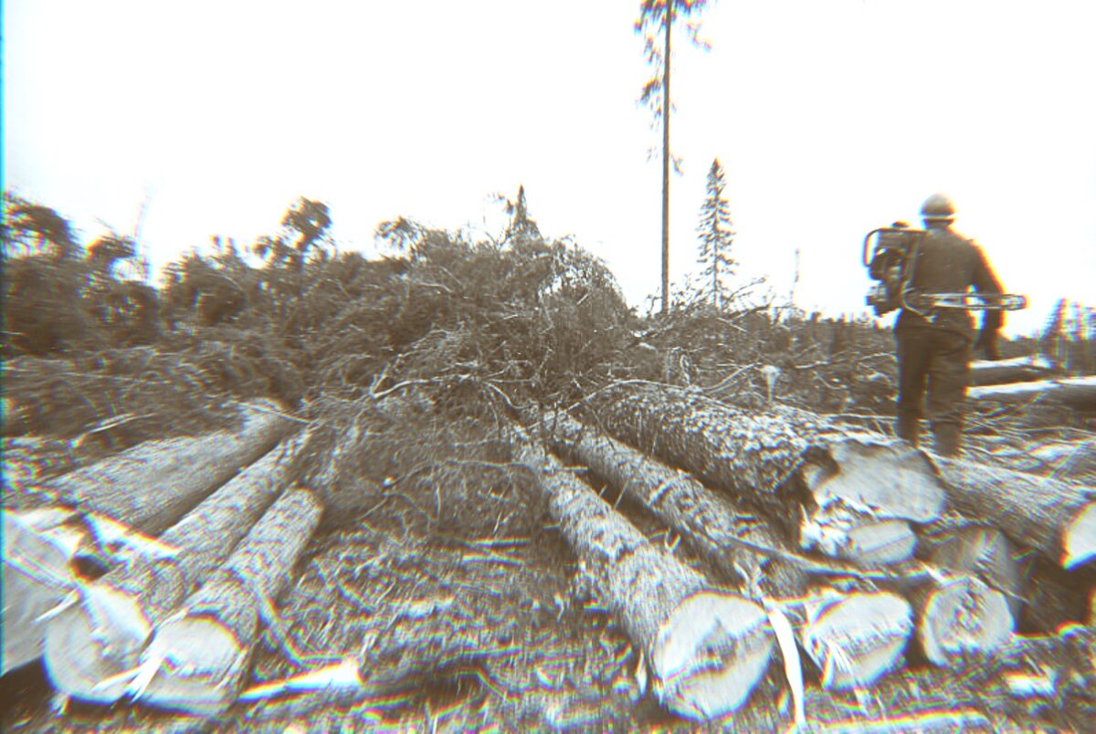 Яндекс Картинки