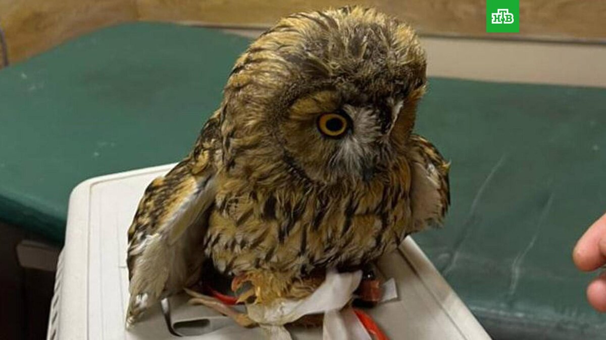    Фото: kgh_moscow / t.me