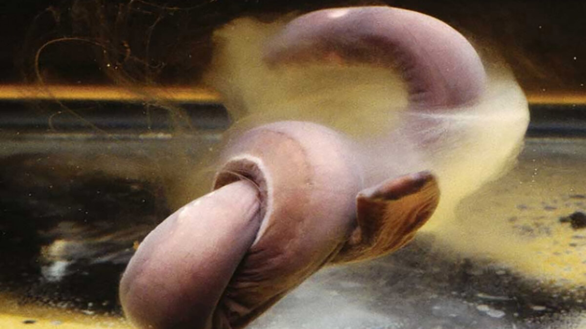 Миксина выделяет гидрогель через специальные железы (flickr.com)