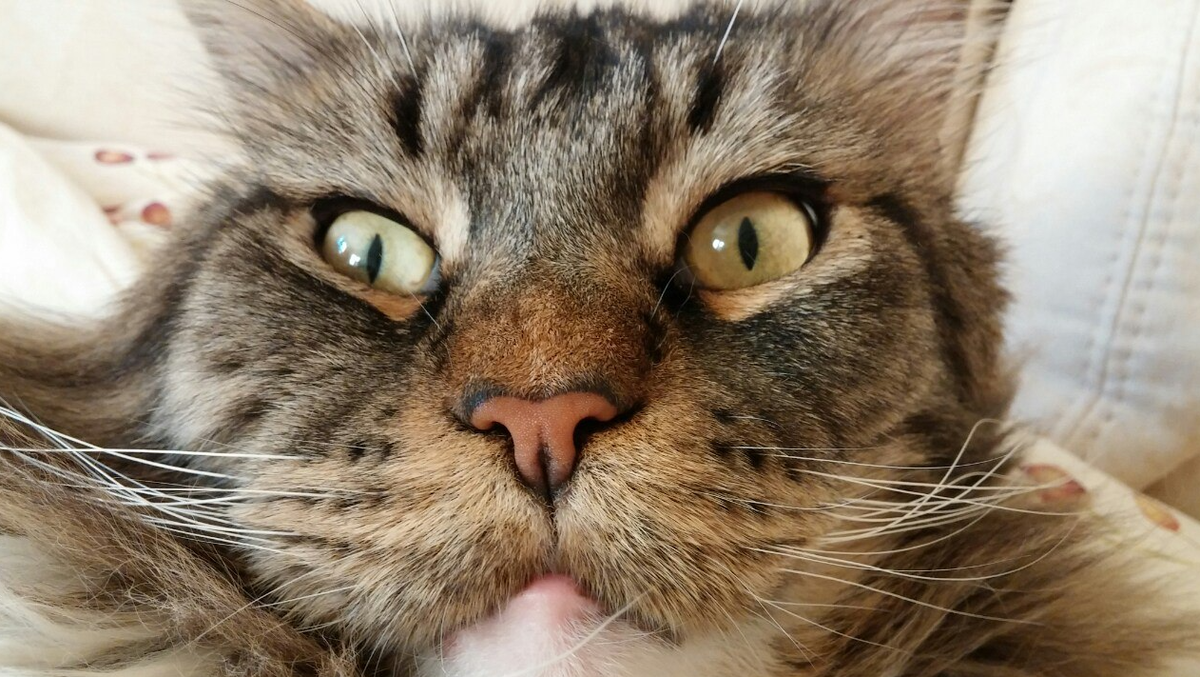 яндекс фото