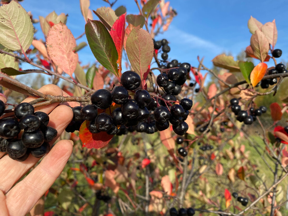 Личное фото 