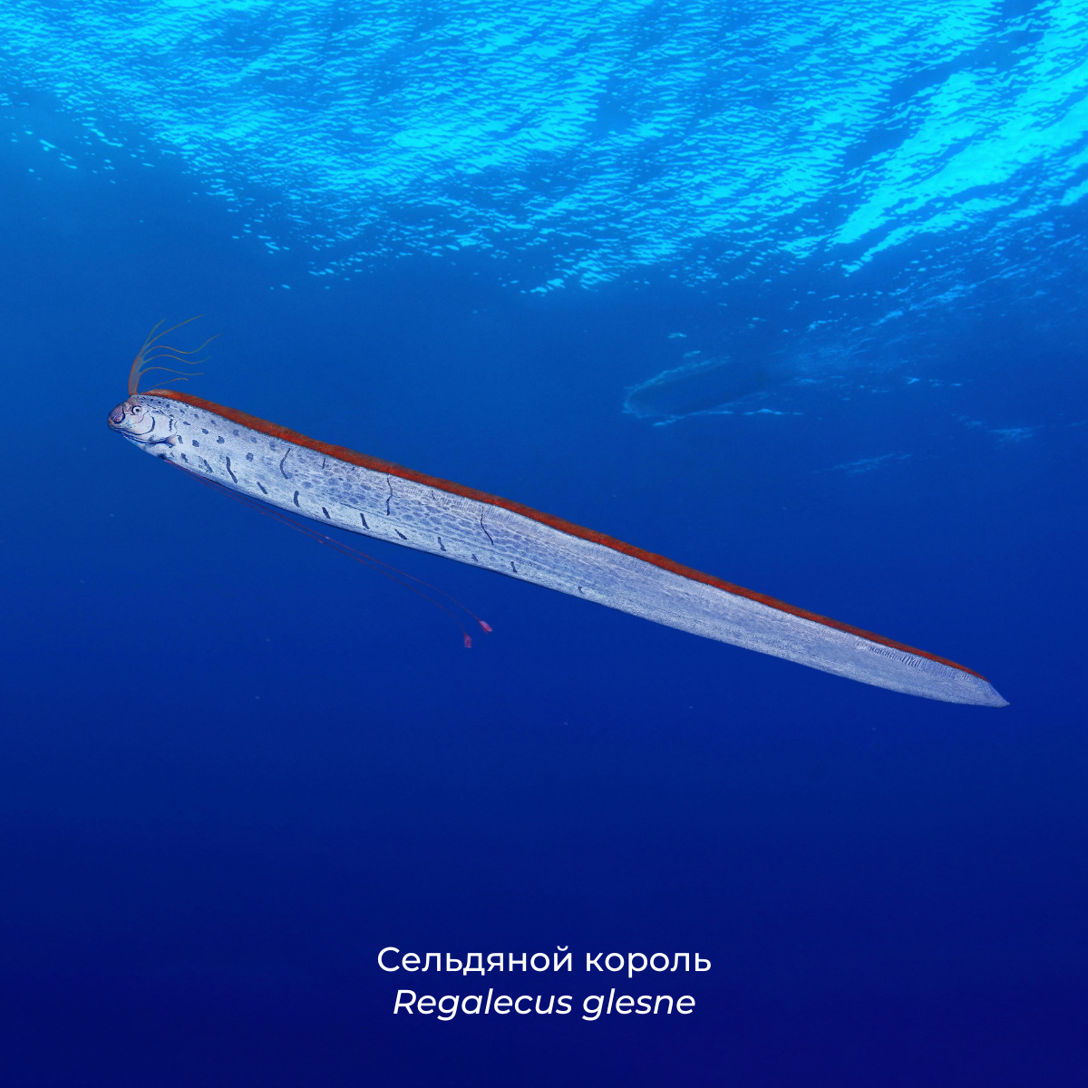 Самая длинная bmw