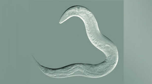 C. elegans. Фото © Wikipedia