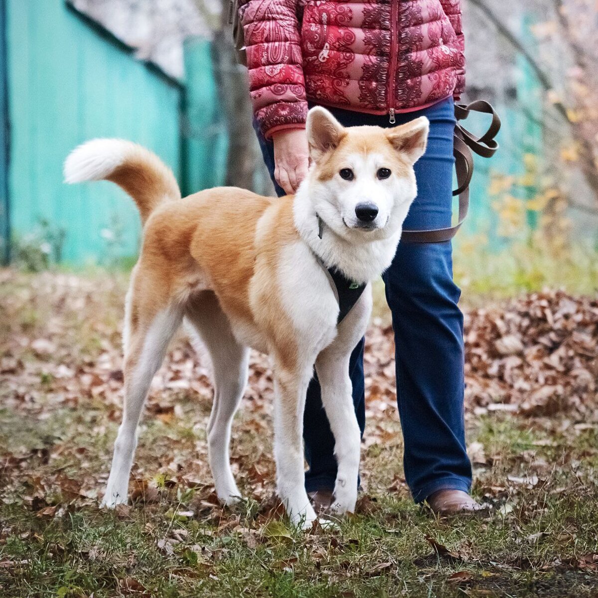 Собака как лисичка фото