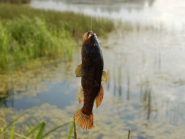    Фото: Яншевского Андрея.