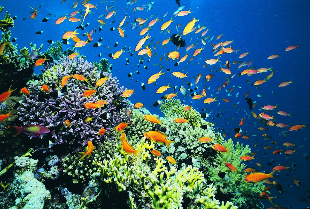 Большой Барьерный риф экосистема