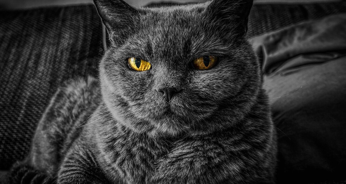     Зачем урчат кошки, почему мы зеваем и другие удивительные тайны окружающего мира