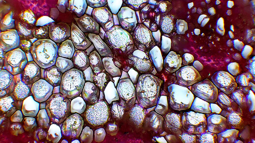 Discovering the potential of plant stem cells