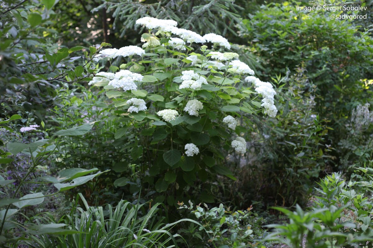 У мамы в саду она растёт... в лесу позади дачи. Я иногда представляю, что также она была когда-то найдена в американском лесу — светилась шапками в летней зелени.