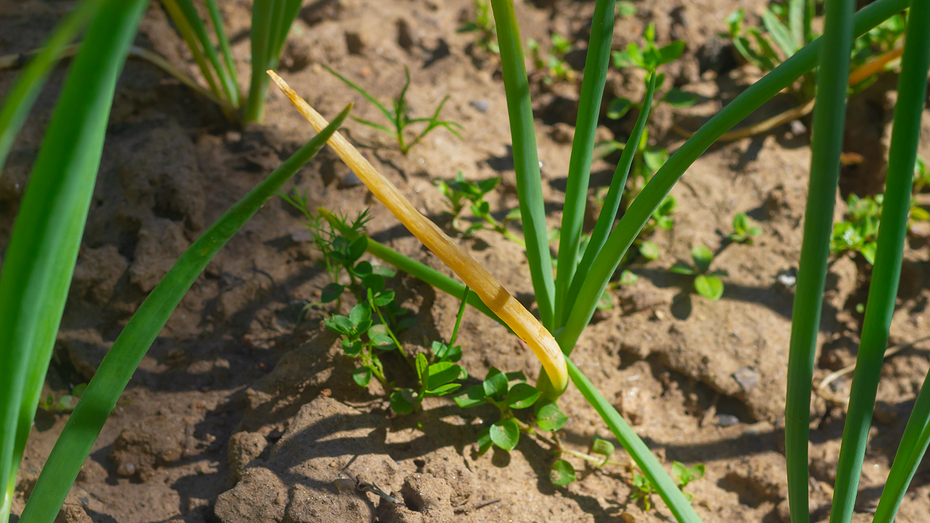 ShutterStock/Fotodom.ru 