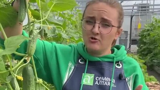 Розы семена алтая. Томат розовый гигант семена алтая. Дачные советы семена алтая. Семена алтая советы с викторией карелиной. Семечки крыжовника.