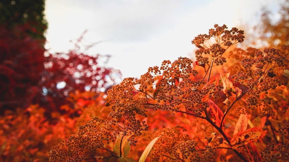     Постепенно летняя, тёплая и мягкая погода покидает Приморский край. Уже в начале следующей рабочей недели осенний воздух будет особенно активно становиться совершенно осенним.