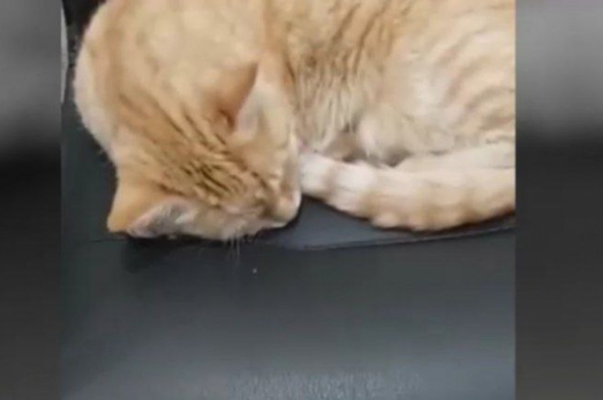    Рыжий кот занял место главы избирательного участка в Северной Осетии