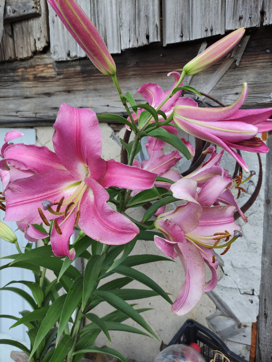 Просто лилия