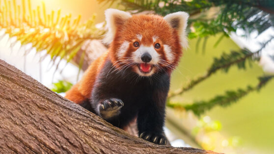    Какой сегодня праздник: 16 сентября – Международный день красной панды Юлия Шелковенко