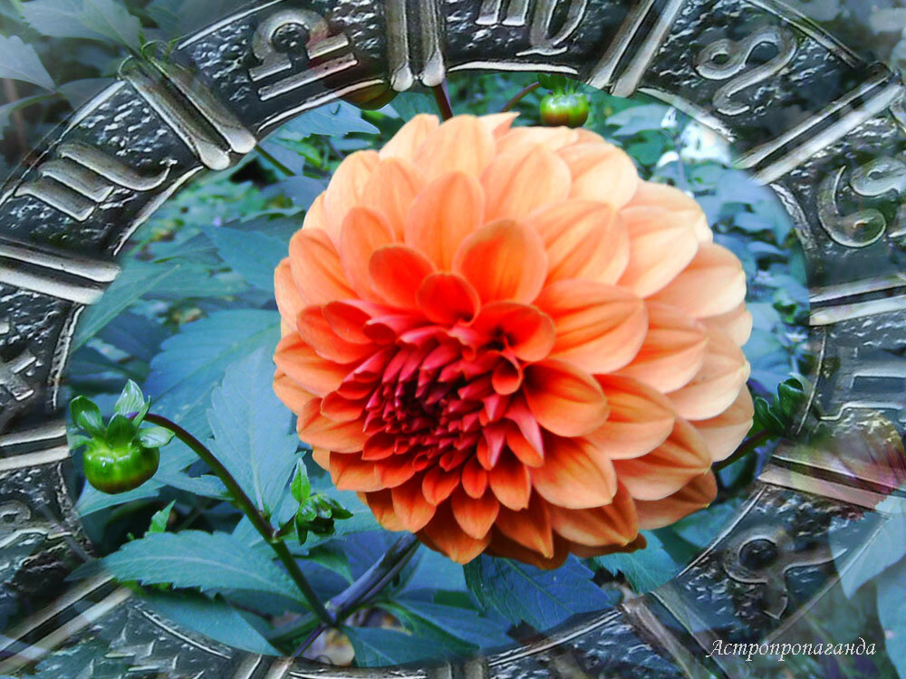 Коллаж Нины Стрелковой. 