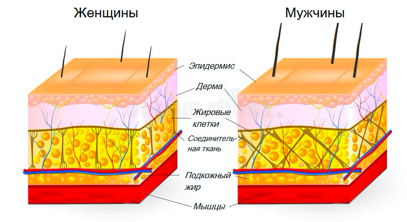 Отличие кожи