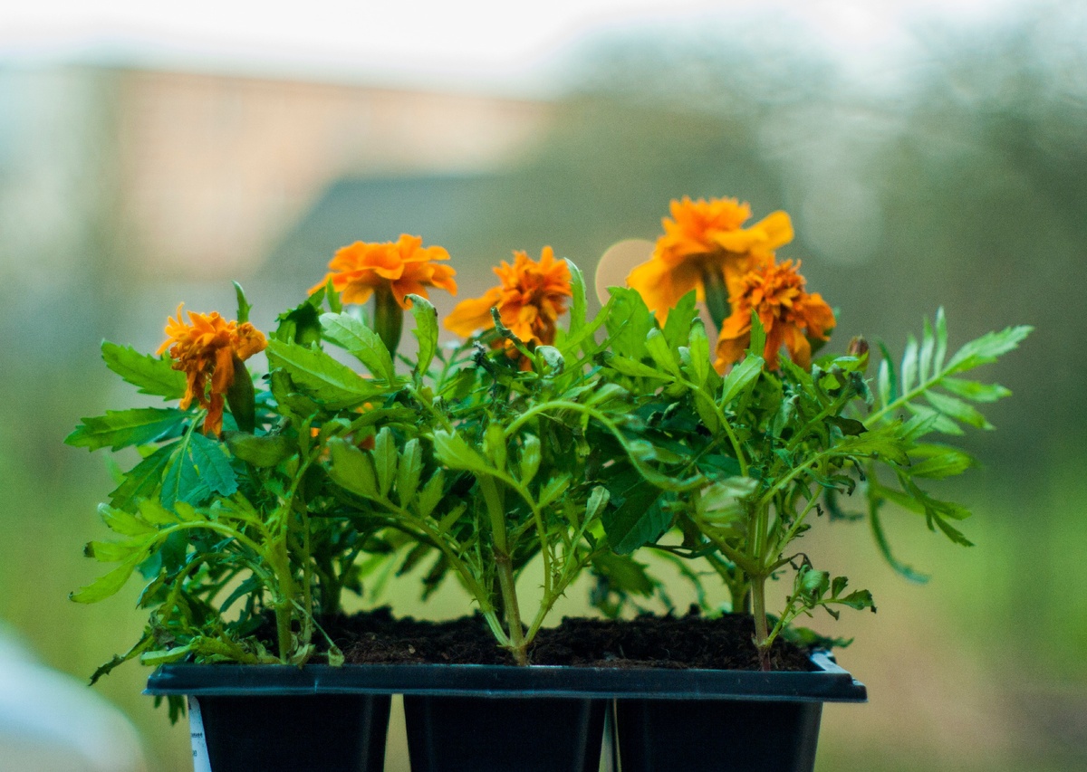 Рассада бархатцы