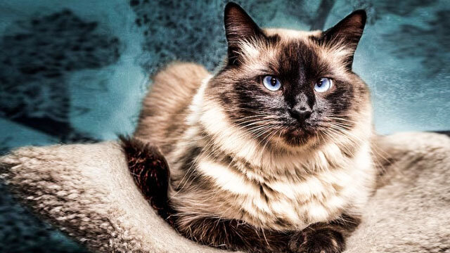 Балинезийская кошка