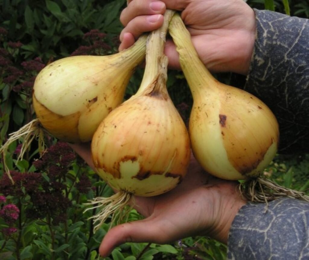 Крупный лук - урожай умелого агротехника