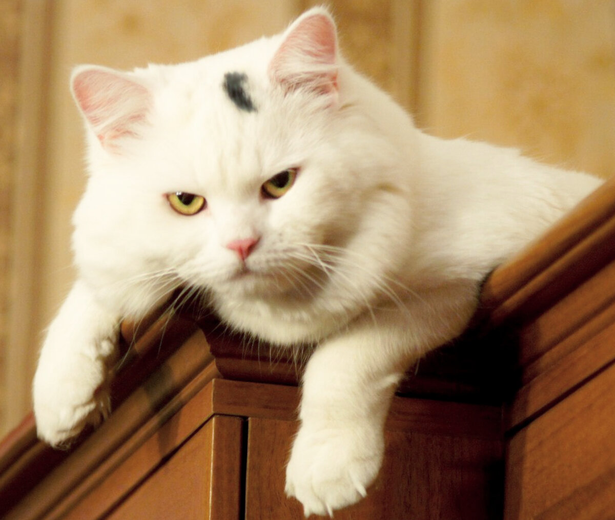 Фото автора. Фото взято с личной страницы соцтальной сети ВКонтакте