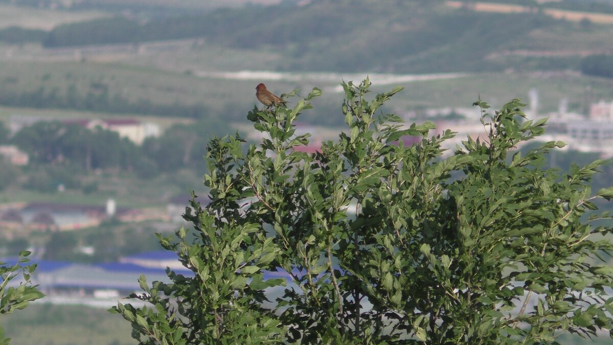 Обыкновенная чечевица, или чечевица (лат. Carpodacus erythrinus)