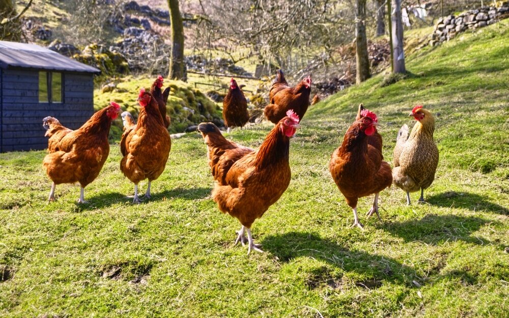 Выбор породы зависит от ряда факторов (фото Яндекс-картинки)