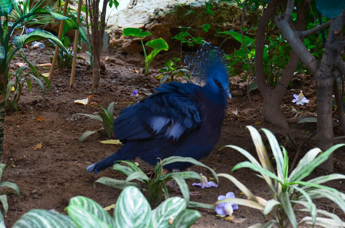Венценосный веероносный голубь. Синяя птица счастья?