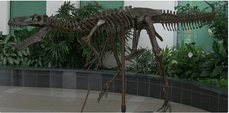 Установленный скелет молодого тираннозавра, когда-то известного как "Нанотираннус". Фото с сайта quora.com