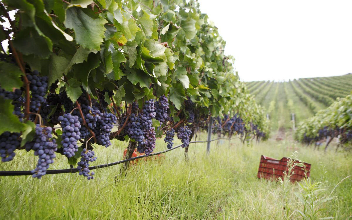 Harvest their. Египет виноградные плантации. Виноградники Гагаузии. Виноградник в древности. Виноградники Греции.