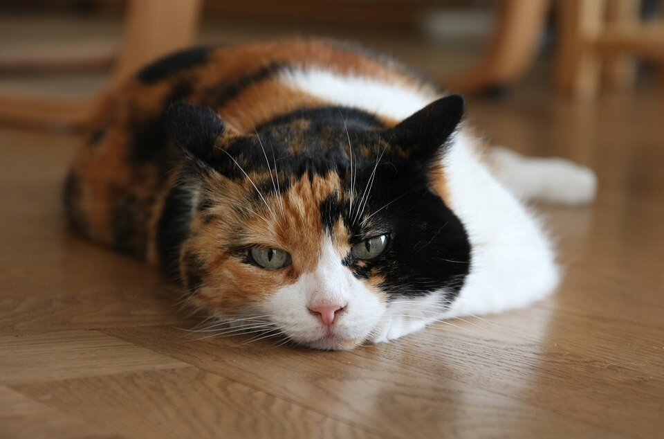 Фото: pixabay.com