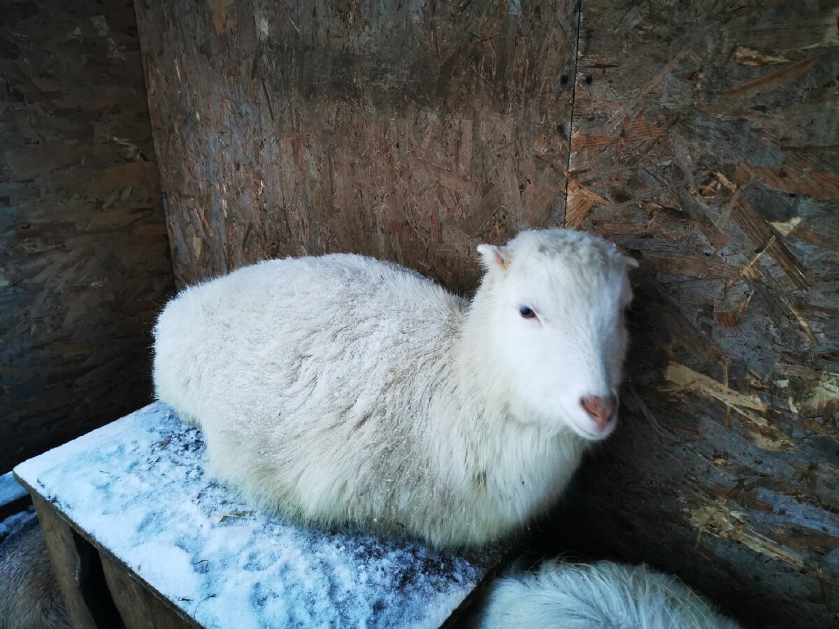 Залезла на уличную кормушку.